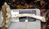 Amanita crematelloides image