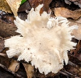 Amanita crematelloides image