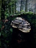 Fomitopsis officinalis image