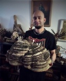 Fomitopsis officinalis image
