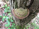 Phellinus robiniae image