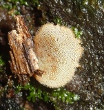 Auriscalpium villipes image