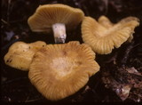 Russula earlei image