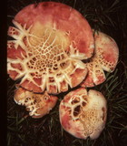 Russula pulchra image