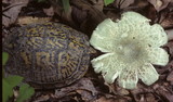 Russula parvovirescens image
