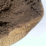 Scleroderma areolatum image