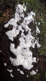 Ceratiomyxa fruticulosa var. fruticulosa image
