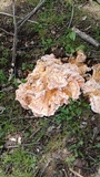 Laetiporus cincinnatus image