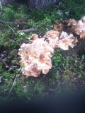 Laetiporus cincinnatus image