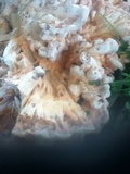 Laetiporus cincinnatus image