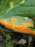 Allodus podophylli image