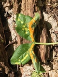 Allodus podophylli image