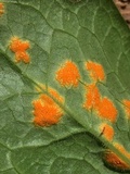Allodus podophylli image