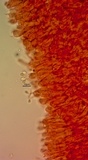 Clitocybe squamulosa var. montana image