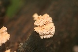 Xylaria cubensis image