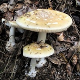 Amanita praecox image