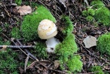 Amanita praecox image