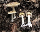 Amanita praecox image