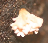 Xylaria cubensis image