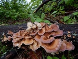 Panus neostrigosus image