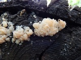 Ductifera pululahuana image