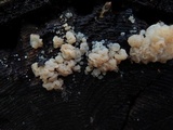 Ductifera pululahuana image