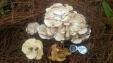 Lentinus squarrosulus image