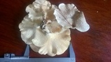 Lentinus squarrosulus image