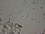 Tricholoma moseri image
