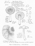 Tricholoma moseri image