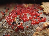 Image of Sphaerostilbella berkeleyana