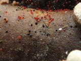 Sphaerostilbella berkeleyana image