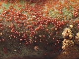 Sphaerostilbella berkeleyana image