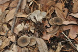Clitocybe trulliformis image