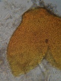 Sphaerostilbella berkeleyana image