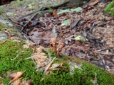 Kuehneromyces marginellus image