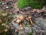 Kuehneromyces marginellus image