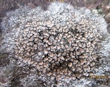 Lecanora campestris image