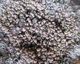 Lecanora campestris image