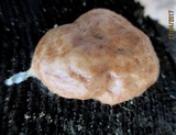 Reticularia lycoperdon image