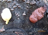 Reticularia lycoperdon image