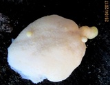 Reticularia lycoperdon image