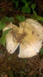 Russula odorata image