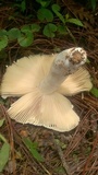 Russula odorata image