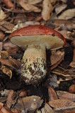 Leccinum manzanitae image