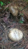 Amanita manginiana image