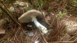 Amanita manginiana image