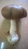 Amanita manginiana image