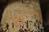 Leccinum manzanitae image