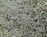 Lecanora campestris image
